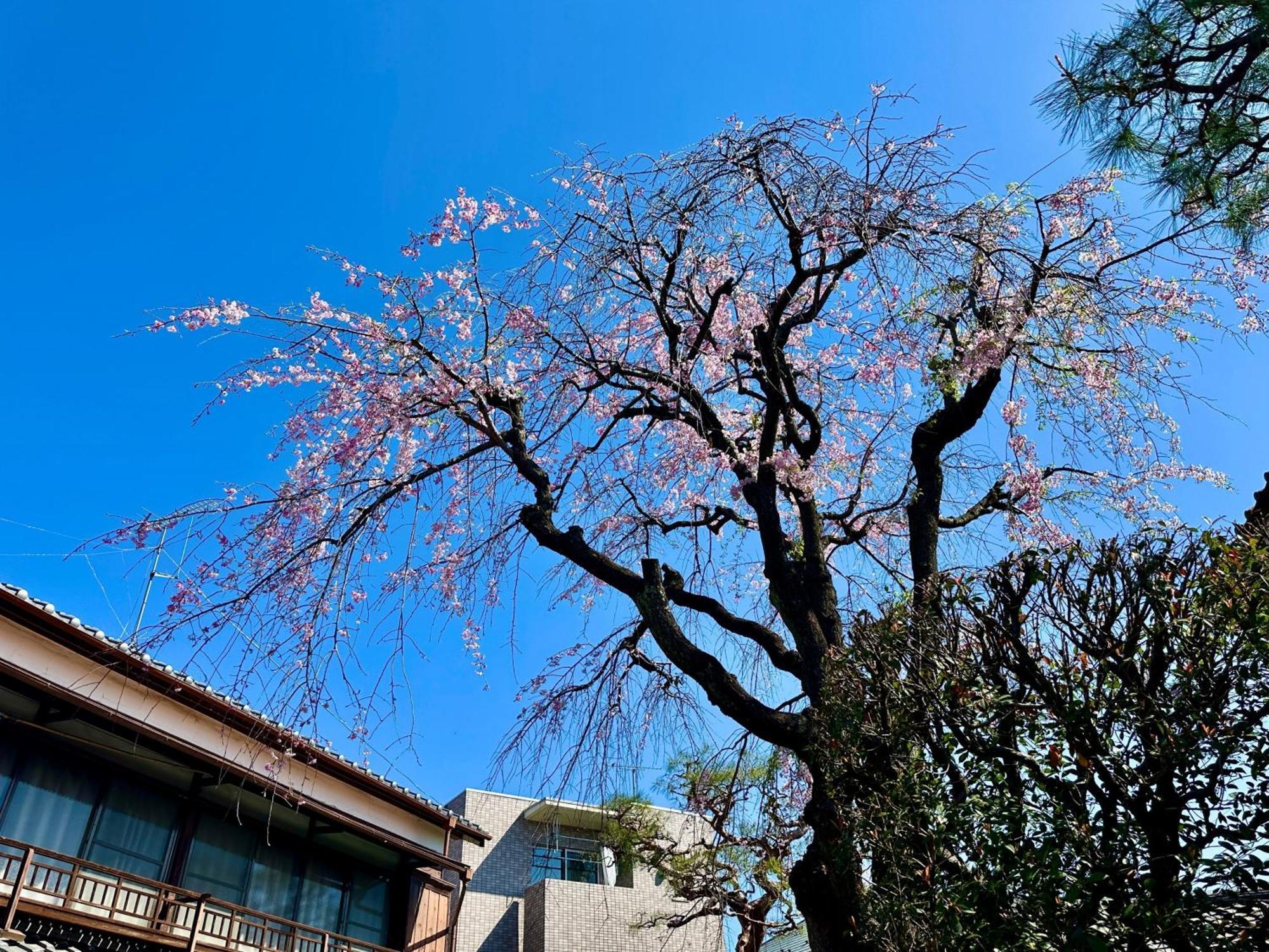 Family Or Business Travel 20 Percent Off丨200 Sqm 丨 14 Min To Shinjuku 丨century-Old Japanese Garden 丨3 Parking Spaces丨4 Bedrooms Prefektura Tokio Exteriér fotografie
